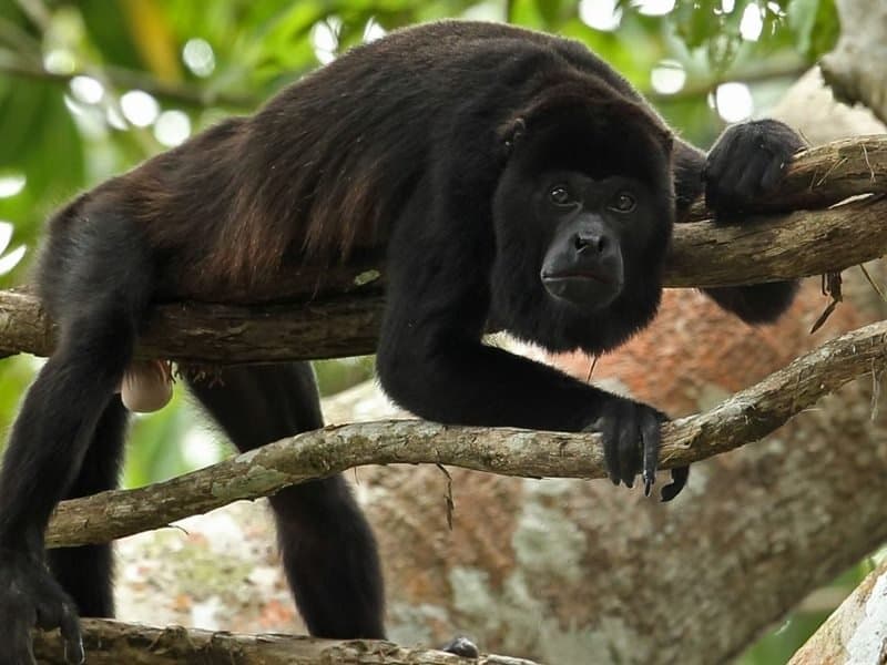 Altun Ha and Baboon Sanctuary from Caye Caulker