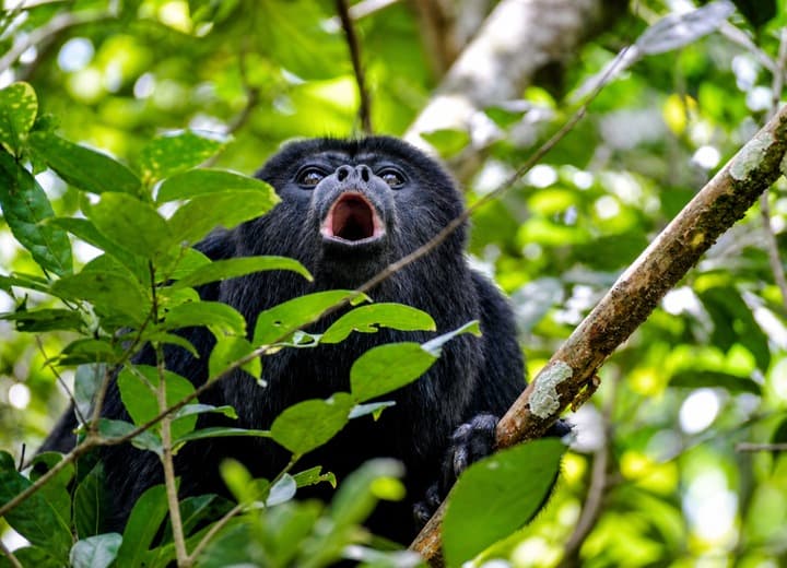 Black howler monkey seen during Altun Ha and Baboon Sanctuary from Belize City