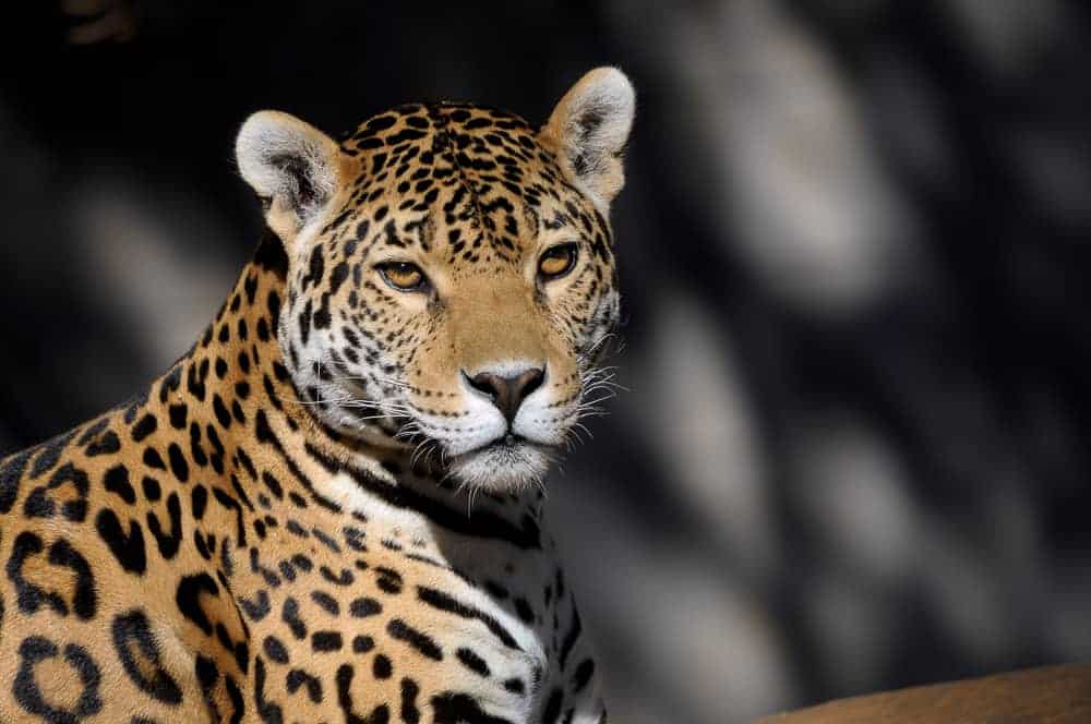 Altun Ha and Belize Zoo Tour from Belize City