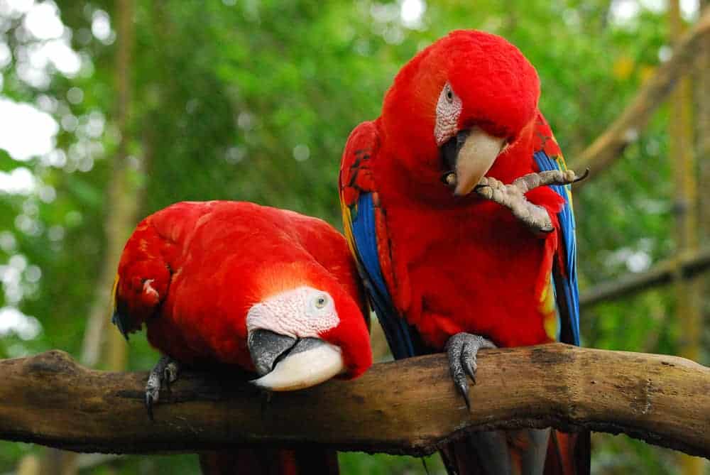 Belize Zoo and Belize City Tour