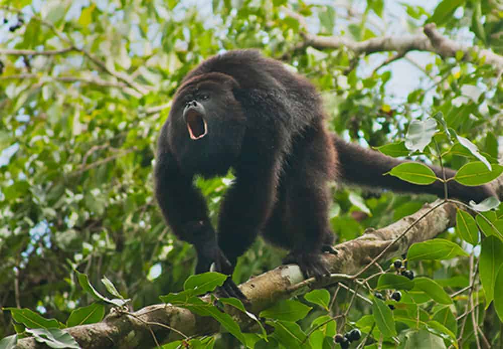 Black howler monkey seen during Altun Ha and Baboon Sanctuary from Caye Caulker