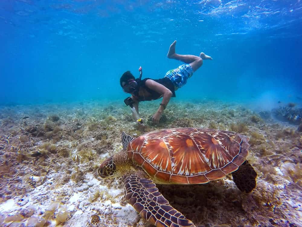 Sea turtle encountered while snorkeling on Silk Cayes and Turtle Ray Alley