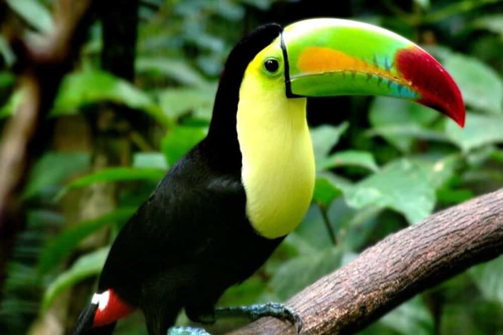 Crooked Tree Wildlife Sanctuary Birding by Boat from Belize City